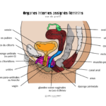 Planche anatomique - Organes AFAB internes profil